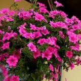 Petunia ampelnaya - opis, sadnja i njega